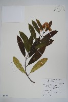 藏品(小錦蘭)的圖片