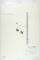 藏品()的圖片