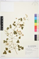 藏品(串鼻龍)的圖片