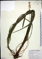 藏品(麥門冬)的圖片