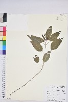 藏品(山靛)的圖片