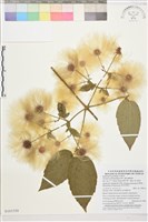 藏品(銹毛鐵線蓮)的圖片