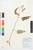 藏品(亨利氏鐵線蓮)的圖片