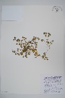 藏品(山桔梗)的圖片