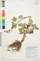 藏品(水辣菜、禺毛茛)的圖片