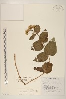 藏品(花蓮澤蘭)的圖片