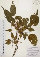 藏品(臺灣梣)的圖片