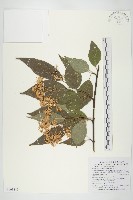 藏品(梜木)的圖片