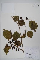 藏品(軟棗獼猴桃)的圖片