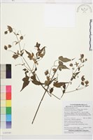 藏品(巴氏鐵線蓮)的圖片