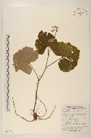 藏品(黃山蟹甲草)的圖片