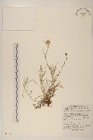 藏品(細葉鼠麴草)的圖片