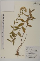 藏品(絨山白蘭)的圖片