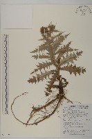 藏品(細川氏薊)的圖片