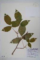 藏品(臺灣藤漆)的圖片