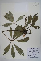 藏品(臺灣鵝掌柴)的圖片