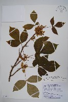 藏品(臺灣藤漆)的圖片