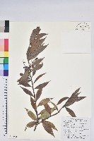 藏品(珍珠花、長尾葉越橘)的圖片