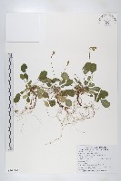 藏品(裂緣花)的圖片