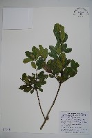 藏品(長梗花冬青)的圖片