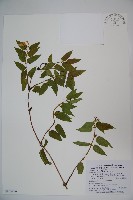 藏品(阿里山忍冬、漸尖葉忍冬)的圖片