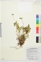 藏品(五葉黃連)的圖片