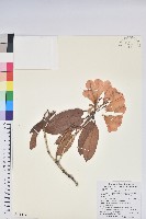 藏品(臺灣杜鵑)的圖片