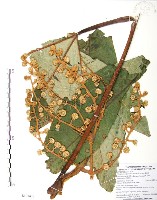 藏品(通脫木、通草)的圖片