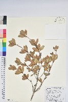 藏品(著生杜鵑)的圖片