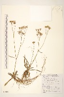 藏品(台東黃菀)的圖片