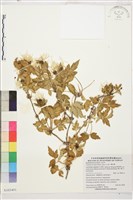 藏品(繡球藤)的圖片