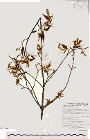 藏品(尖葉槭)的圖片