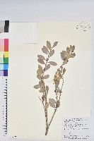 藏品(凹葉越橘)的圖片