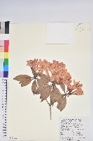 藏品(西施花、青紫木)的圖片