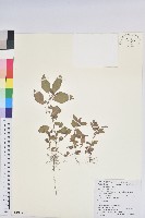 藏品(鐵莧菜)的圖片