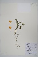 藏品(蘭嵌馬藍)的圖片