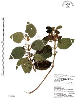 藏品(杜虹花，台灣紫珠)的圖片