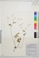 藏品(傅氏唐松草)的圖片