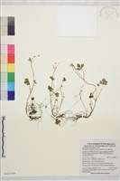 藏品(鹿場毛茛)的圖片