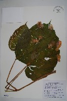 藏品(溪頭秋海棠)的圖片