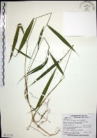 藏品(皺葉狗尾草)的圖片