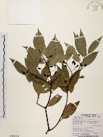 藏品(土肉桂)的圖片