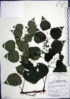 藏品(漢氏山葡萄)的圖片