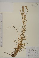 藏品(玉山石竹)的圖片