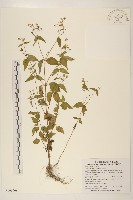 藏品(小米菊)的圖片