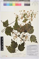 藏品(串鼻龍)的圖片