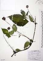 藏品(長梗盤花麻)的圖片