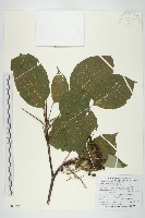 藏品(梜木)的圖片