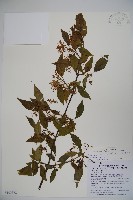 藏品(狹葉莢迷)的圖片