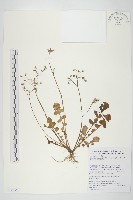 藏品(大花黃鵪菜)的圖片